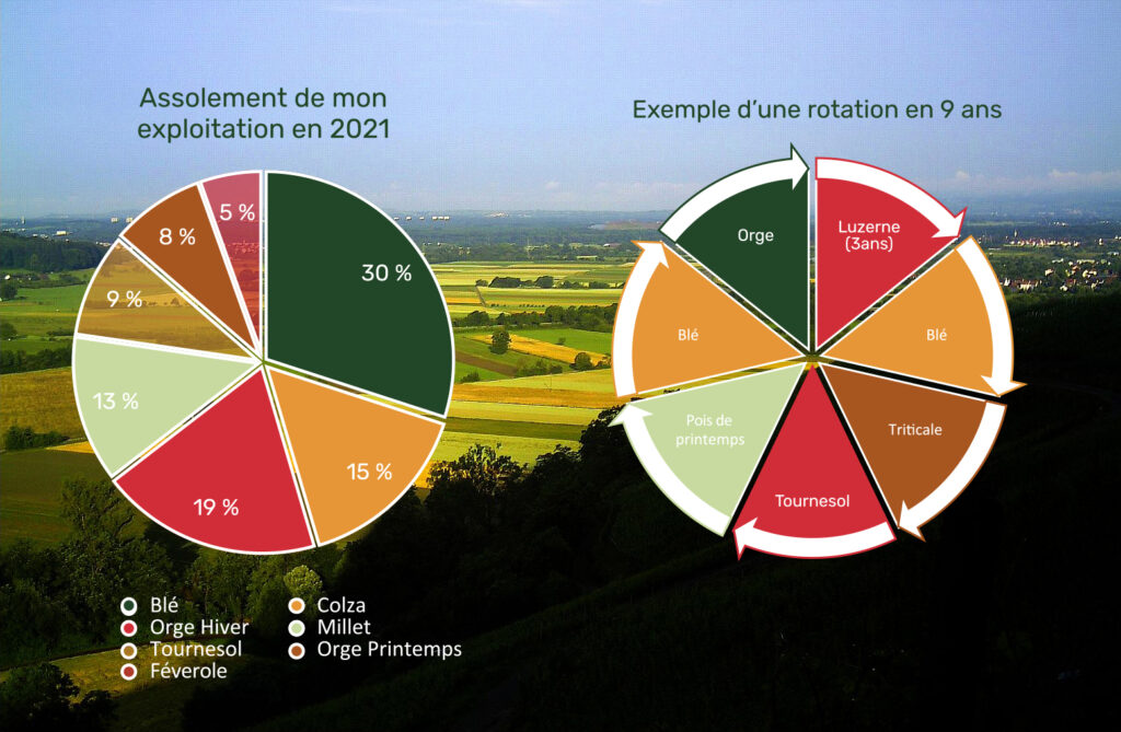 Camemberts Assolement & rotations